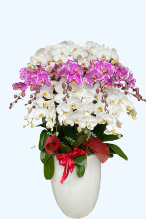 Chậu lan hồ điệp sang trọng với những cành hoa trắng hoặc tím rực rỡ, cánh hoa dày dặn, bóng mượt, tỏa hương nhẹ nhàng. Hoa nở đều, mọc thẳng đứng trên các cành xanh khỏe mạnh, được trồng trong chậu đẹp mắt, thích hợp trang trí phòng khách, văn phòng hoặc làm quà tặng cao cấp.