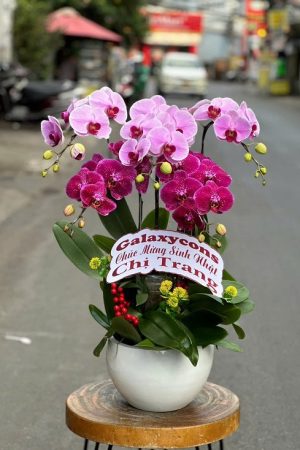 Hoa Lan Hồ ĐIệp
