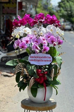 Chậu lan hồ điệp trắng mix tím mix hồng duyên dáng, sang trọng, tượng trưng cho sự tinh khôi, ngọt ngào và tình cảm bền lâu.