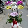 Chậu lan hồ điệp trắng mix vàng mix tím rực rỡ và sang trọng, hòa quyện giữa sự tinh khôi, may mắn và quý phái, thích hợp làm quà tặng ý nghĩa cho nhiều dịp đặc biệt.