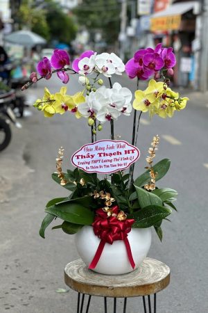 Chậu lan hồ điệp trắng mix vàng mix tím rực rỡ và sang trọng, hòa quyện giữa sự tinh khôi, may mắn và quý phái, thích hợp làm quà tặng ý nghĩa cho nhiều dịp đặc biệt.