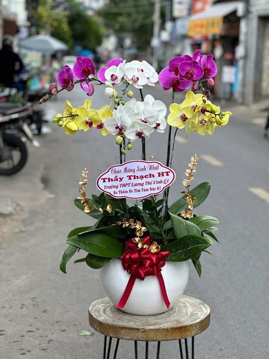 Chậu lan hồ điệp Bắc Tân Uyên Bình Dương gồm các màu trắng, vàng, tím, thích hợp tặng khai trương, tân gia, sinh nhật hoặc trang trí văn phòng.