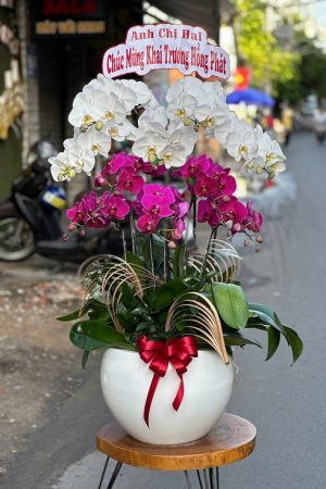 Chậu lan hồ điệp trắng mix tím thanh lịch, hài hòa, tượng trưng cho sự tinh khôi, quý phái và tình cảm bền lâu.