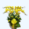 Chậu lan hồ điệp vàng rực rỡ, sang trọng, tượng trưng cho may mắn, tài lộc và thịnh vượng.
