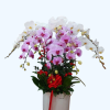 Chậu lan hồ điệp trắng mix hồng tinh tế, nhẹ nhàng và sang trọng, mang ý nghĩa của tình yêu, sự thuần khiết và hạnh phúc viên mãn.