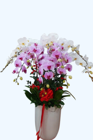 Chậu lan hồ điệp trắng mix hồng tinh tế, nhẹ nhàng và sang trọng, mang ý nghĩa của tình yêu, sự thuần khiết và hạnh phúc viên mãn.