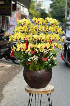 Chậu lan hồ điệp vàng cao cấp rực rỡ, sang trọng, tượng trưng cho tài lộc, thịnh vượng và thành công.