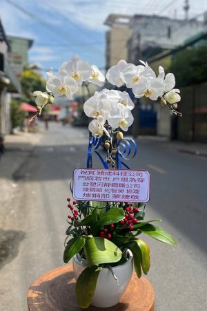 Chậu lan hồ điệp trắng 3 cây tinh khôi, thanh thoát, mang ý nghĩa của sự thuần khiết, may mắn và sang trọng.