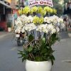 Chậu lan hồ điệp trắng vàng sang trọng, tươi sáng, tượng trưng cho sự tinh khôi, may mắn và thịnh vượng.