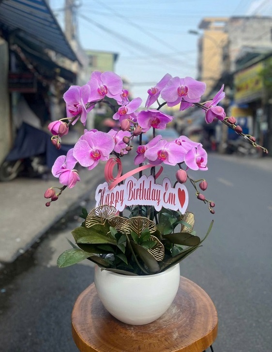 Hoa lan hồ điệp Lương Tài Bắc Ninh – Lựa chọn đẳng cấp để chúc mừng, mừng thọ, trang trí không gian sống.