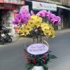 Chậu lan hồ điệp sang trọng với những cành hoa trắng hoặc tím rực rỡ, cánh hoa dày dặn, bóng mượt, tỏa hương nhẹ nhàng. Hoa nở đều, mọc thẳng đứng trên các cành xanh khỏe mạnh, được trồng trong chậu đẹp mắt, thích hợp trang trí phòng khách, văn phòng hoặc làm quà tặng cao cấp.