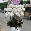 Chậu lan hồ điệp trắng tinh khôi, thanh lịch, biểu trưng cho sự thuần khiết và sang trọng.