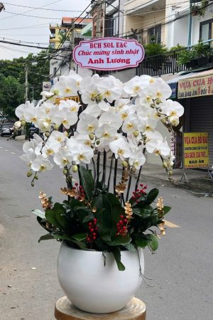 Chậu lan hồ điệp trắng tinh khôi, thanh lịch, biểu trưng cho sự thuần khiết và sang trọng.