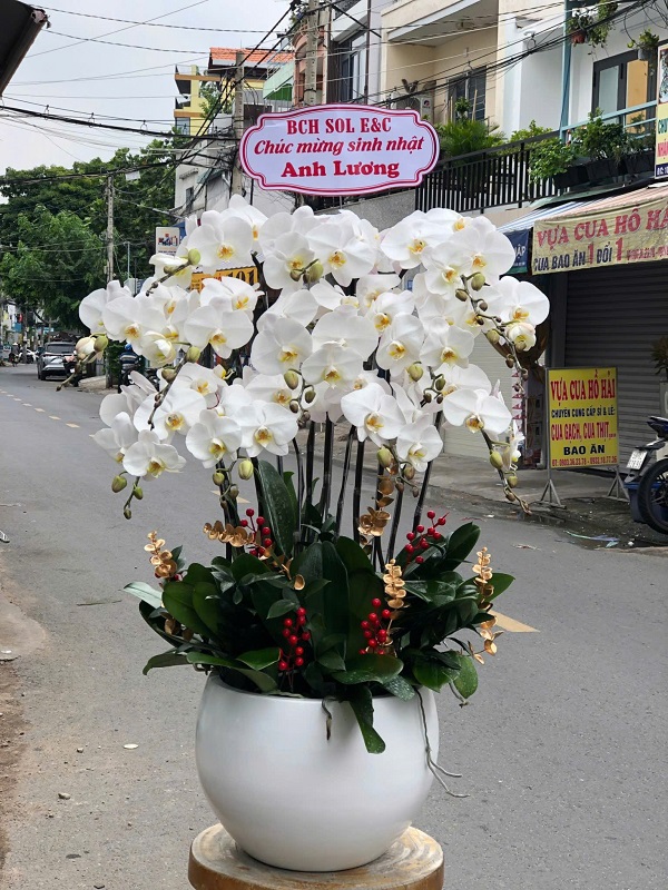 Lẵng lan hồ điệp trắng tinh tế, thích hợp làm hoa chúc mừng hoặc hoa lan để bàn sang trọng – có sẵn tại shop hoa lan Giồng Trôm.