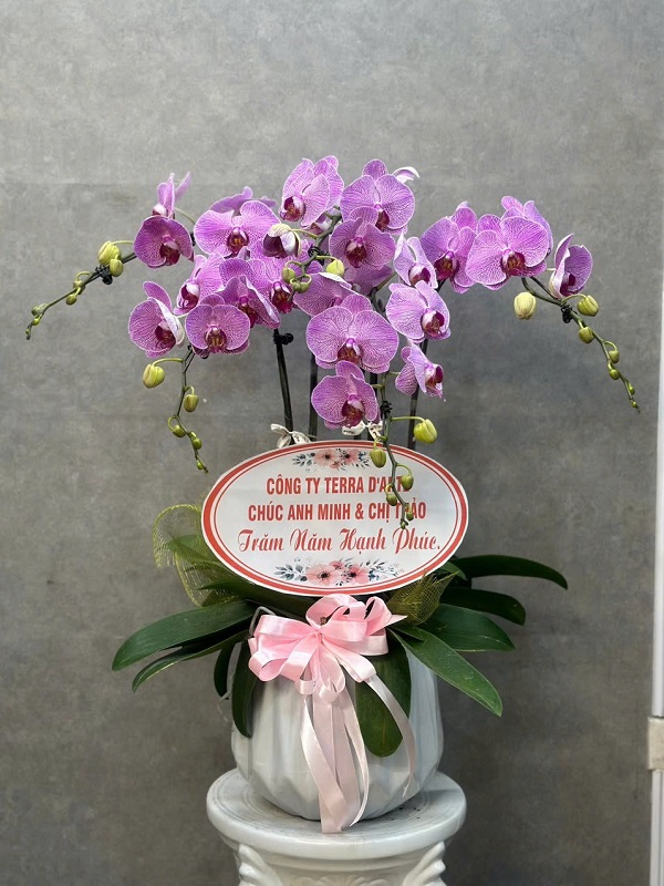 Chậu lan hồ điệp sang trọng với những cành hoa trắng hoặc tím rực rỡ, cánh hoa dày dặn, bóng mượt, tỏa hương nhẹ nhàng. Hoa nở đều, mọc thẳng đứng trên các cành xanh khỏe mạnh, được trồng trong chậu đẹp mắt, thích hợp trang trí phòng khách, văn phòng hoặc làm quà tặng cao cấp.