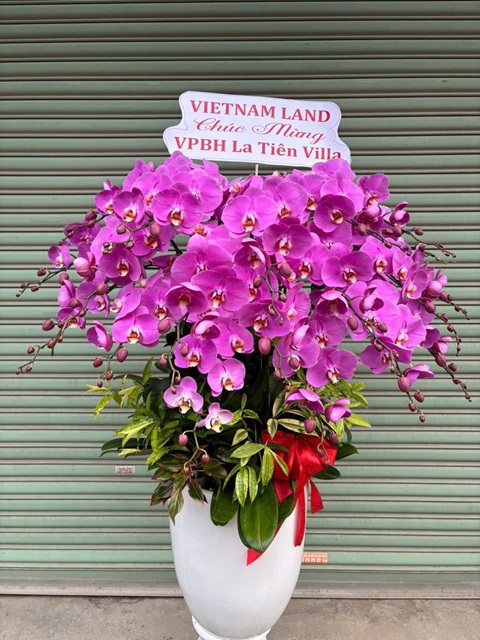 Lẵng hoa lan hồ điệp cao cấp tại shop hoa Hải Phòng, mang ý nghĩa may mắn và thịnh vượng
