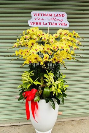 Bình hoa lan hồ điệp Lạc Dương, sang trọng, phù hợp cho dịp khai trương và tri ân.