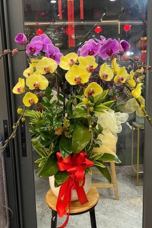 Shop Hoa Lan Hồ Điệp Quận 2