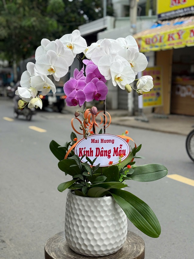 Lan hồ điệp trắng mix tím