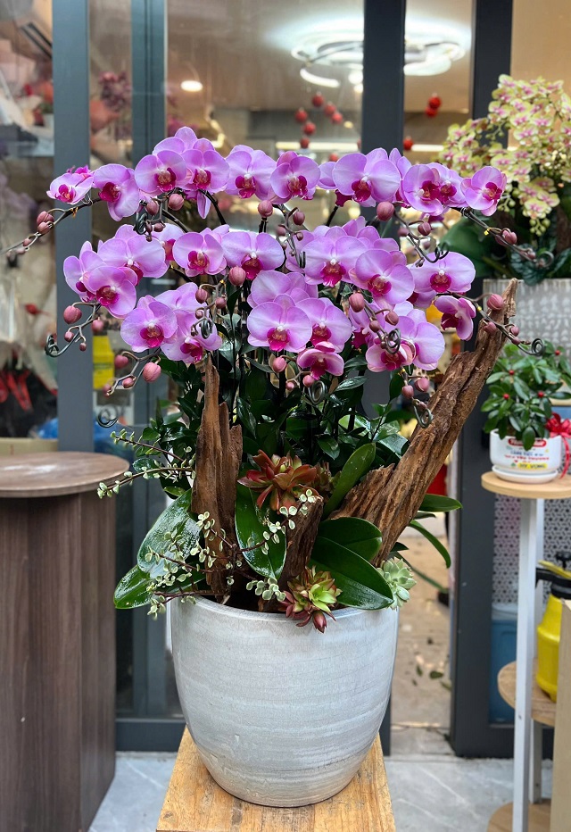 Chậu lan hồ điệp hồng