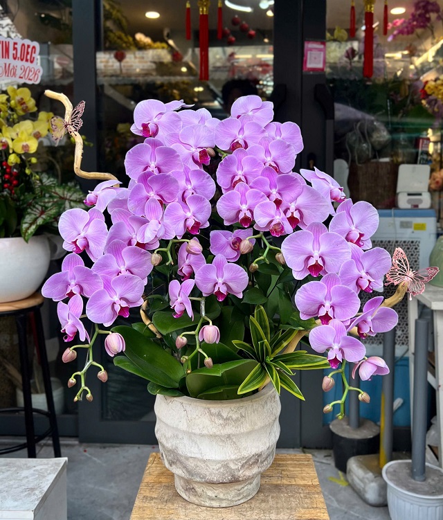 Chậu lan khai trương