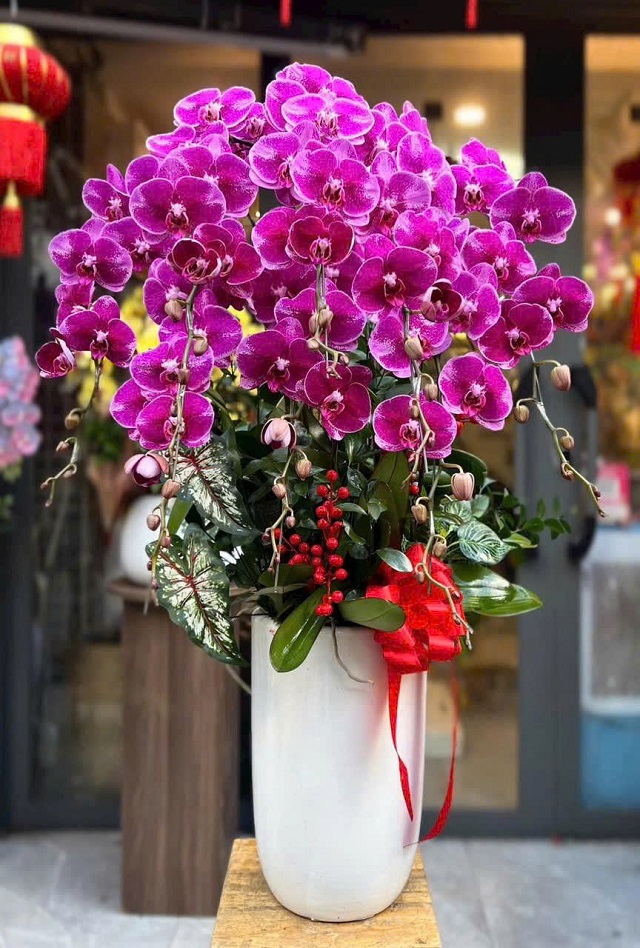 Chậu lan tím to đẹp