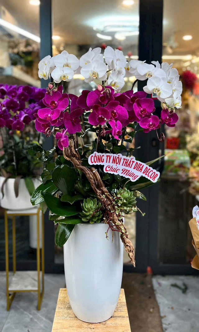 Lan hồ điệp sang trọng bền đẹp