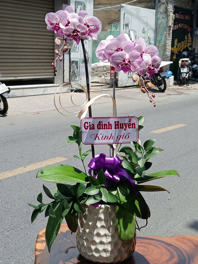 Chậu lan hồ điệp 2 cây
