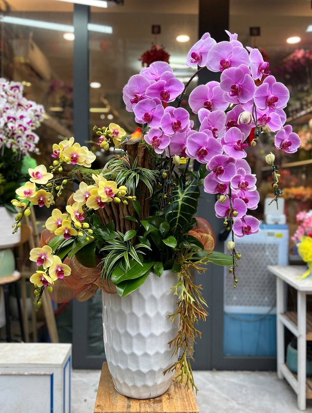 Chậu lan hồ điệp mừng khai trương