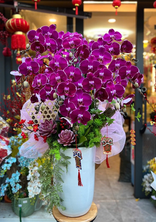 Chậu lan hồ điệp tím to, đẹp